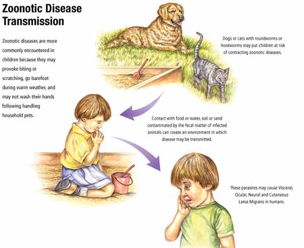 zoonoticdiseasetransmission