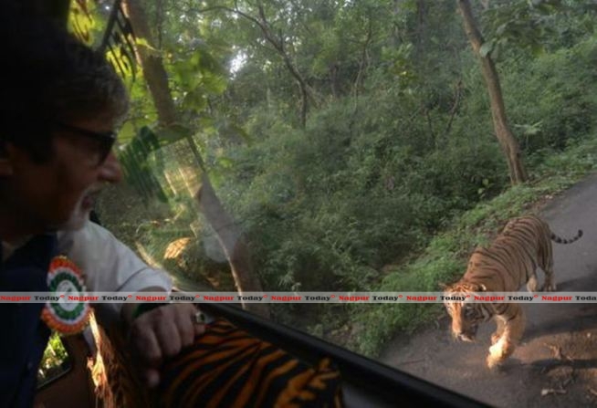 Tiger Follows Big B On His Jungle Safari! Nagpur Today : Nagpur News