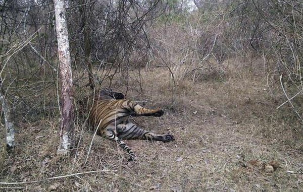 Decomposing carcass of Tiger found in Melghat Tiger Reserve - Nagpur ...