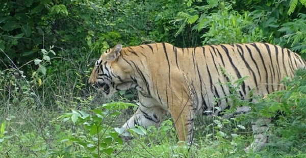 why-forest-officials-in-so-hurry-to-shoot-bor-tigress-nagpur-today-nagpur-news