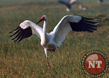 demoiselle crane