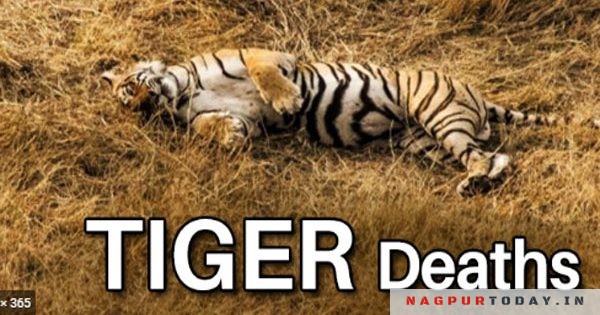 Shocking: 17 tigers electrocuted to death in Vidarbha in 5 years Nagpur ...