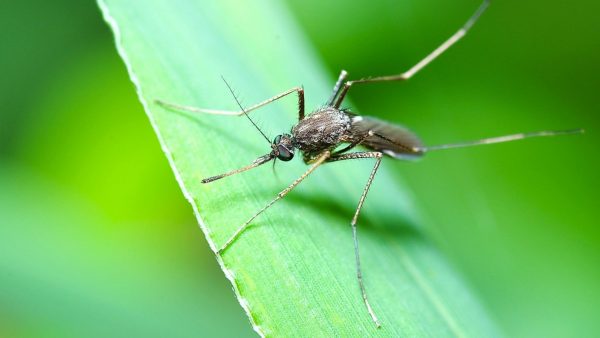 With monsoon, cases of dengue, gastro, malaria on rise in Nagpur