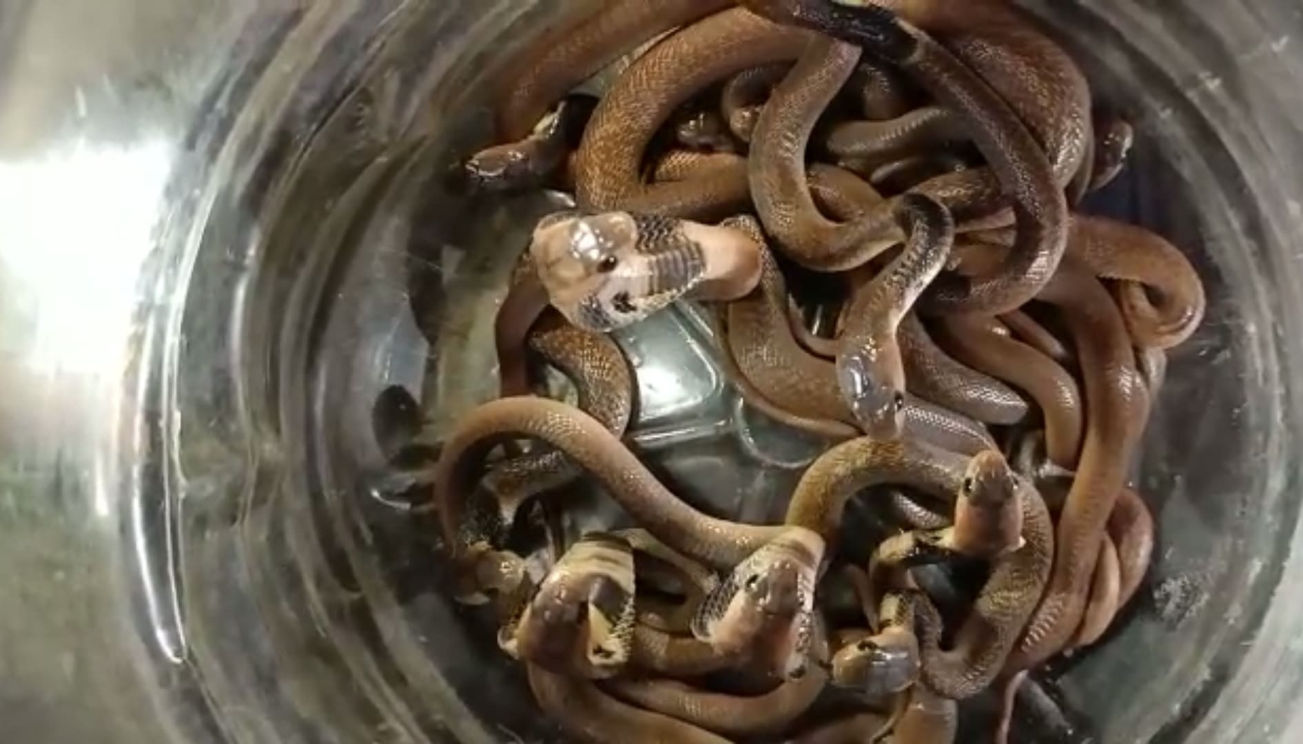 Video: Sarpamitras give new lease of life to 16 snakelets of Black Cobra in  Hudkeshwar