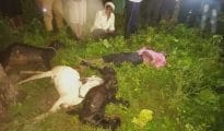 Lightning strike kills man, five goats in Hingna