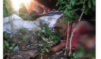 Man killed in tiger attack in Gadchiroli