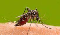 Alarming rise in dengue cases in Nagpur; 1,158 suspected cases, 151 found positive