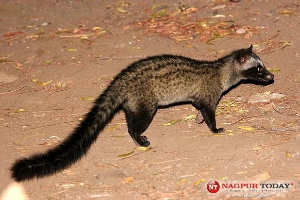 Civet cat enters NMC’s hospital at LAD Square in Nagpur