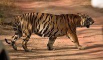 Waghdoh, legendary tiger dies in Tadoba Reserve