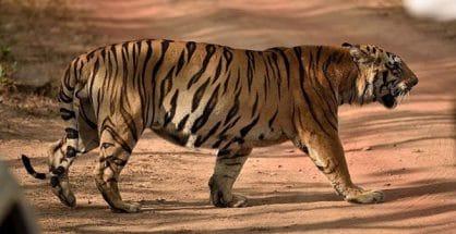 Waghdoh, legendary tiger dies in Tadoba Reserve