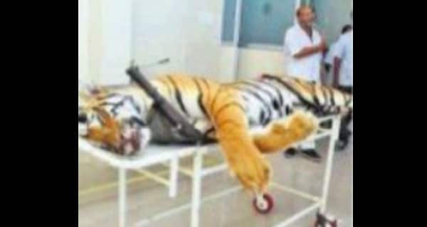 Tigress Avni Killing Ngo Makes Shocking Revelations In Nagpur High Court 