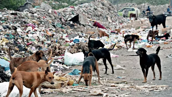 Supreme Court Stays Bombay HC Observation That People Who Feed