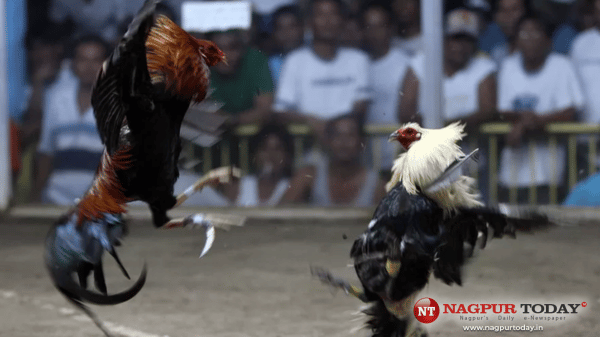 C4 Cockfighting Live The Ultimate Experience in the Arena