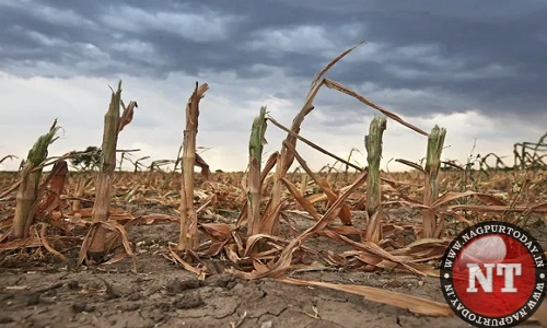 Dry Spell: Vidarbha Marks Driest August In 100-year History!