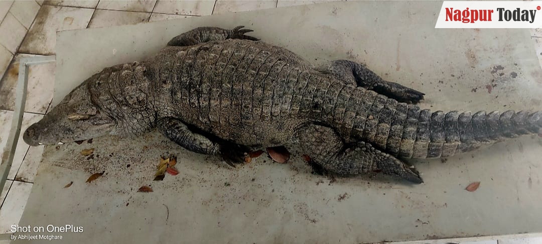 20-year old crocodile dies in Nagpur’s Maharajbagh Zoo