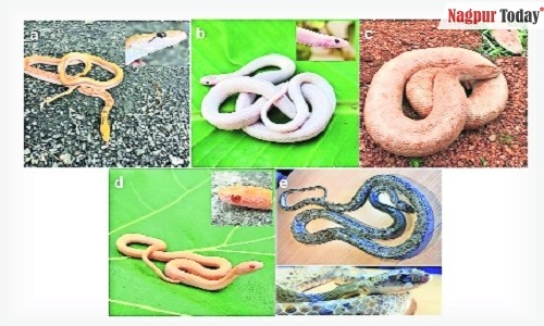 Remarkable Find: Five Rare Albino Snakes Spotted In Nagpur