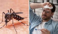 Chikungunya Cases Surge Past Dengue in Nagpur, Raising v>-->
      <!-- </div>-->

    
  </div>
    <div>
    <div class=