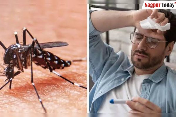 Chikungunya Cases Surge Past Dengue in Nagpur, Raising Alarms