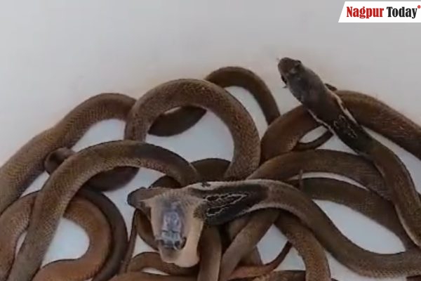 14 Cobra Hatchlings Found in Nagpur Home, Causing Panic