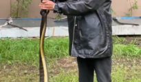 नागपुरातील वॉकर्स ऑफिसर्स क्लबच्या लॉनमध्ये धामण सापांची जोडी दिसल्याने खळबळ!