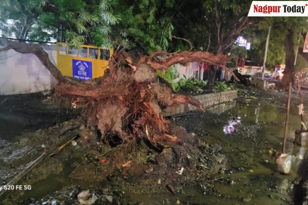 Century-Old Neem Tree Falls in Nagpur Due to Poor Planning