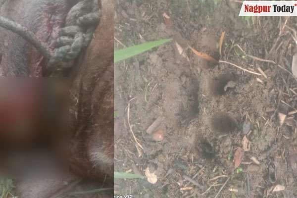 Tiger attack in Varambha village of Kamthi taluka
