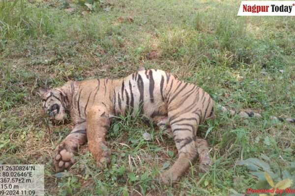 गोंदिया: जंगल में खूनी जंग ,  वर्चस्व की लड़ाई में एक टाइगर की मौत