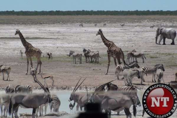 Boost for tourism: Rs 517.76 crore approved for African Safari in Gorewada