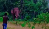 Tragic selfie:  Wild elephant crushes man to death in Gadchiroli forest