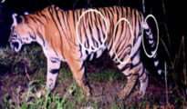 Tiger census: PTR kicks off camera trap for big cat count in Paoni buffer zone