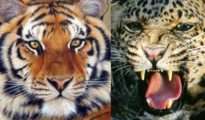 RTI query exposes grim reality: Tigers, leopards being hunted alarmingly in Maha