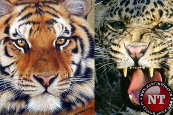 RTI query exposes grim reality: Tigers, leopards being hunted alarmingly in Maha