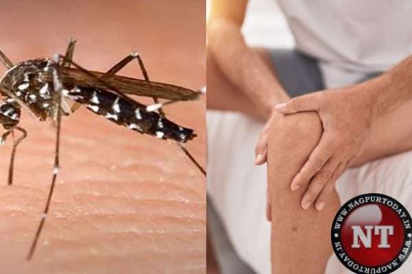 Dubious milestone: Chikungunya cases in Nagpur cross 1,000 mark for first time