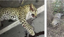 Two leopards die in separate incidents in Umred, near Nagpur