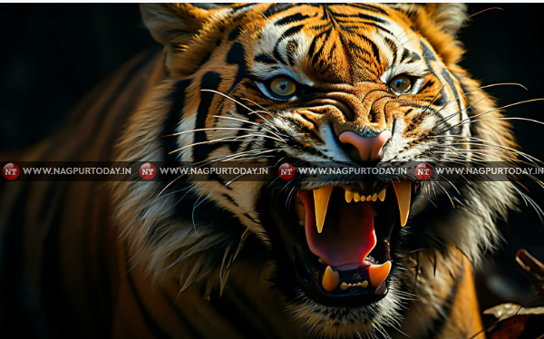 Roaring-tiger-600x374.png