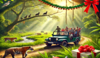 Safari Near Nagpur: Fully Booked for Christmas & New Year