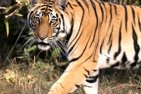 Maharashtra lost 12 tigers in less than a month