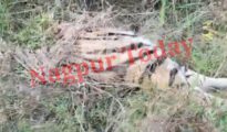 Swift Action by Bhandara Police: Tiger Poachers Arrested in Pachara Village