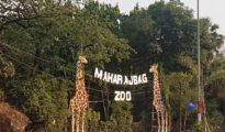 Nagpur’s Maharajbagh Zoo halts chicken feed after tigers, leopard die from bird flu