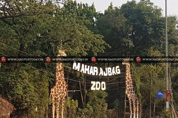 Nagpur’s Maharajbagh Zoo halts chicken feed after tigers, leopard die from bird flu