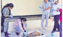 Grim scenario: Two more tiger deaths reported in Vidarbha, toll rises to 11 in 2025