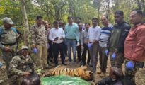 Graveyard of Tigers: Nagzira-Navegaon Under Scrutiny as Three Tigers Die in 15 Days