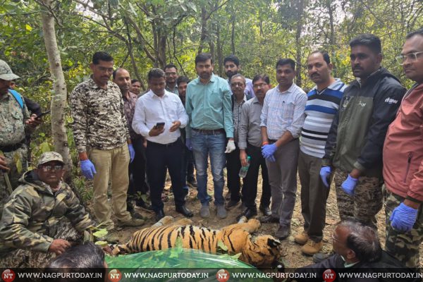 Graveyard of Tigers: Nagzira-Navegaon Under Scrutiny as Three Tigers Die in 15 Days