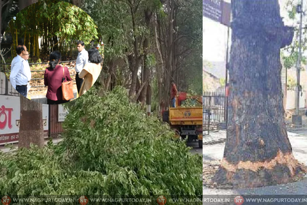 Nagpur’s Tree Crisis: Planting New, Cutting Old