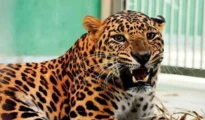 Leopard Rescued After Falling Into Tank in Pendhari Village Near Nagpur