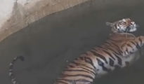 Chase gone wrong: Tiger cub and wild boar fall in same well in MP!!