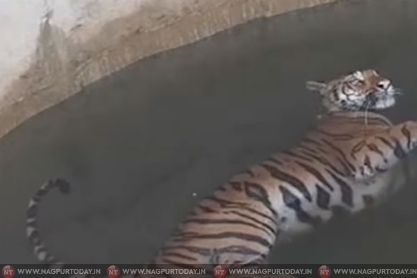 Chase gone wrong: Tiger cub and wild boar fall in same well in MP!!